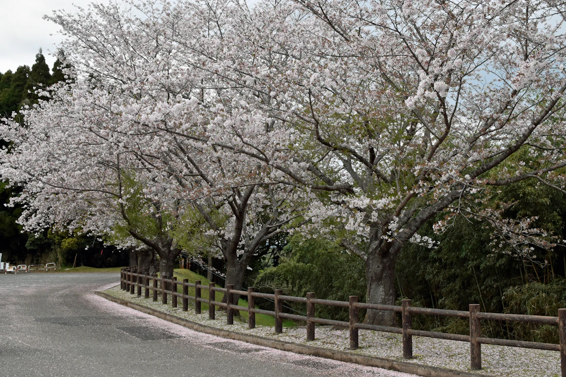 桜並木の道